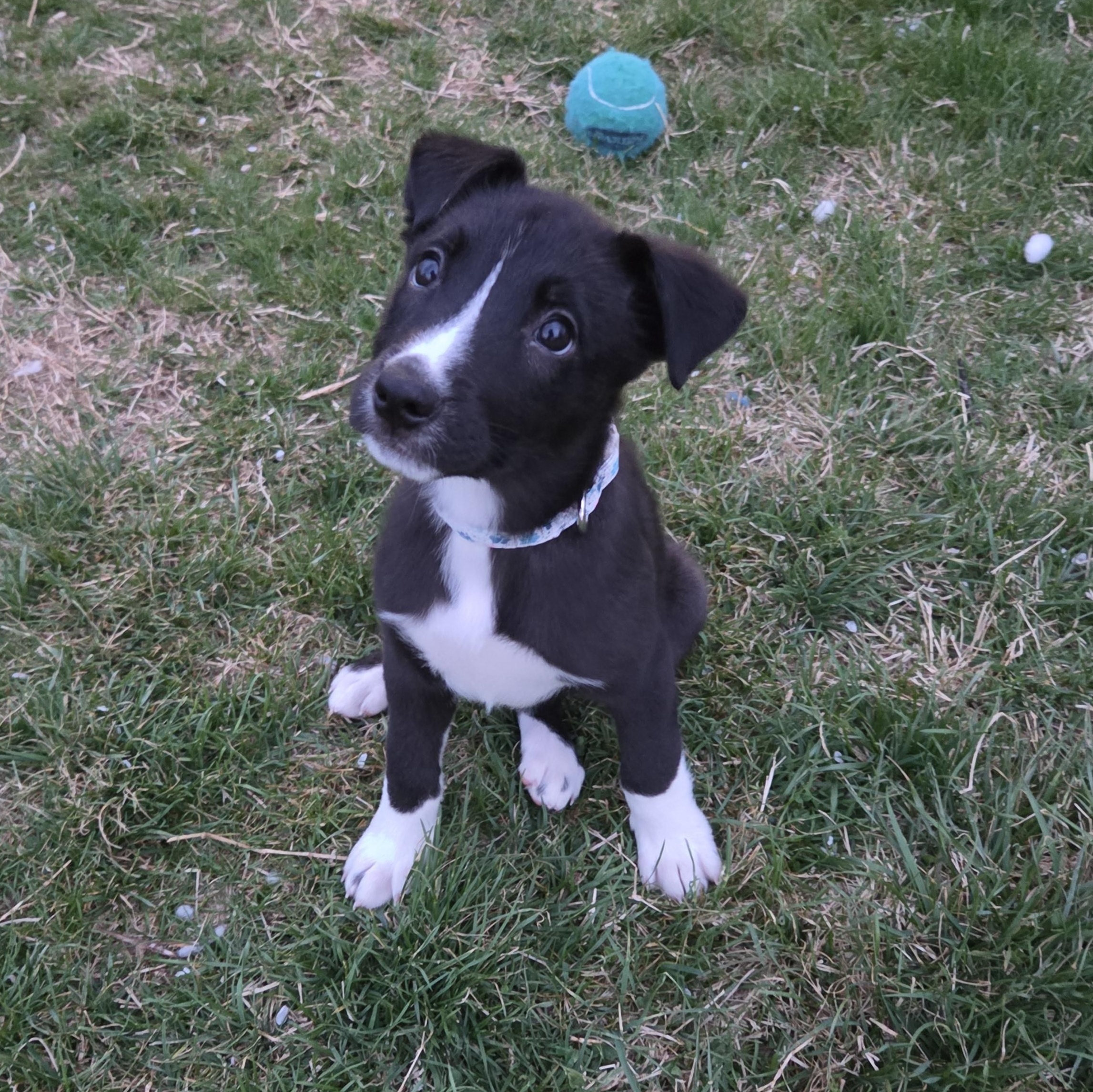 Enlarge Liberty, a ADOPTABLE mixed breed in Shinnston, WV image 4/6