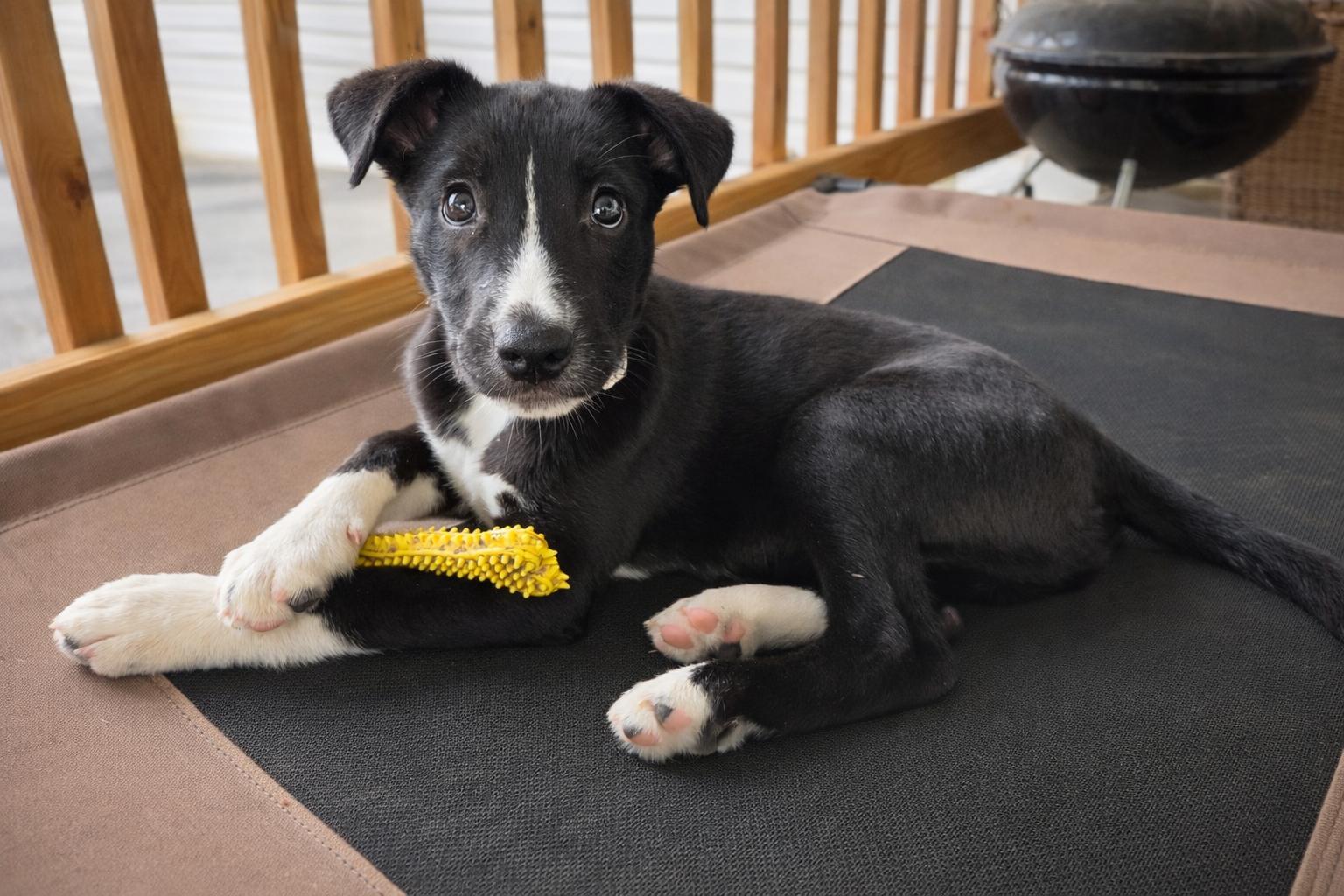 Enlarge Liberty, a ADOPTABLE mixed breed in Shinnston, WV image 6/6