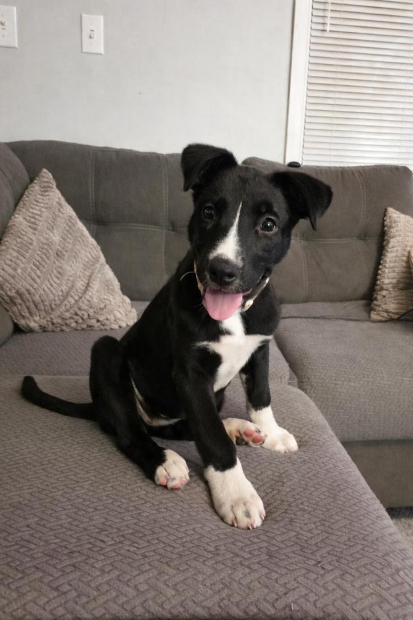 Enlarge Liberty, a ADOPTABLE mixed breed in Shinnston, WV image 2/6