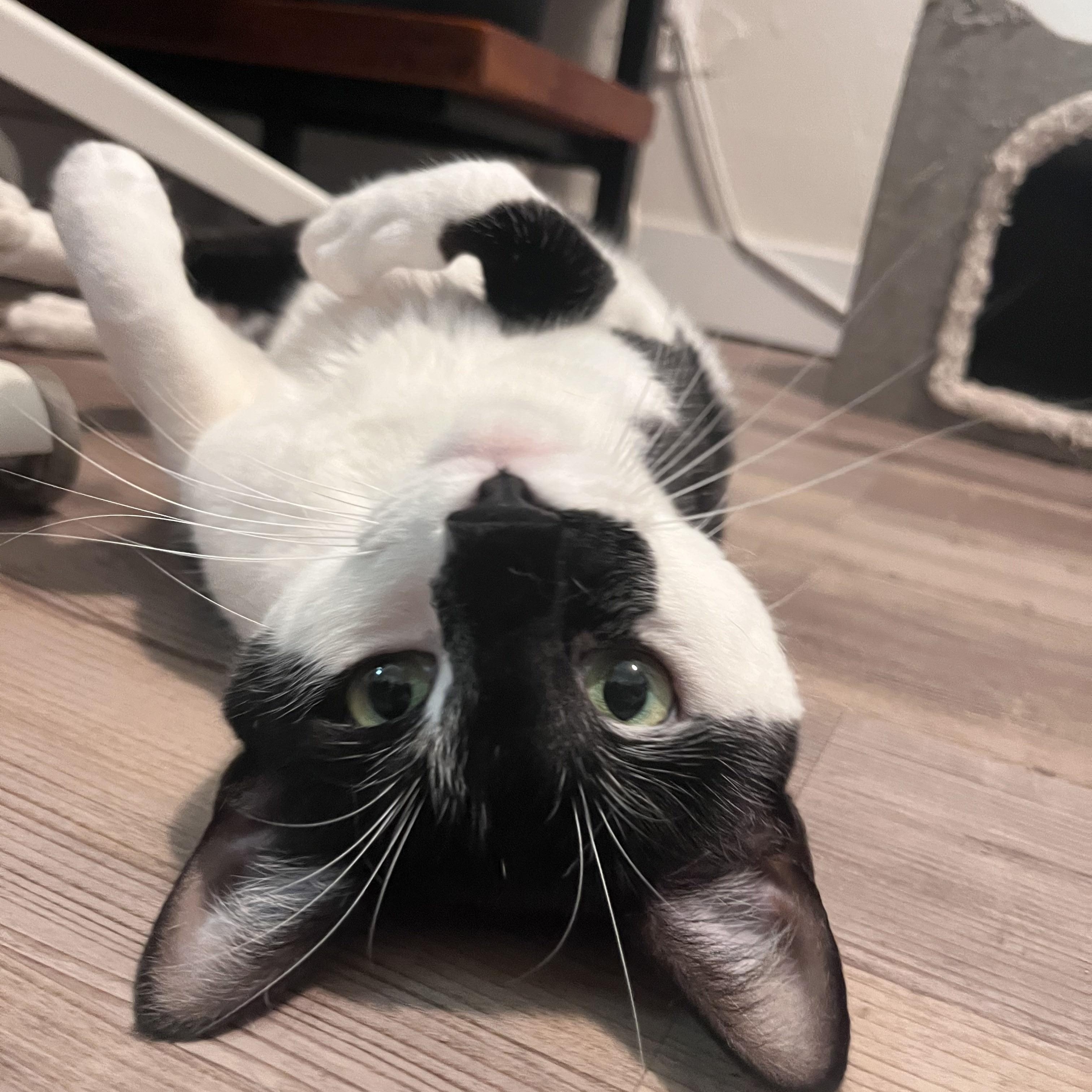 Rory, a Adoptable Domestic Short Hair in Davis, CA image 2/4