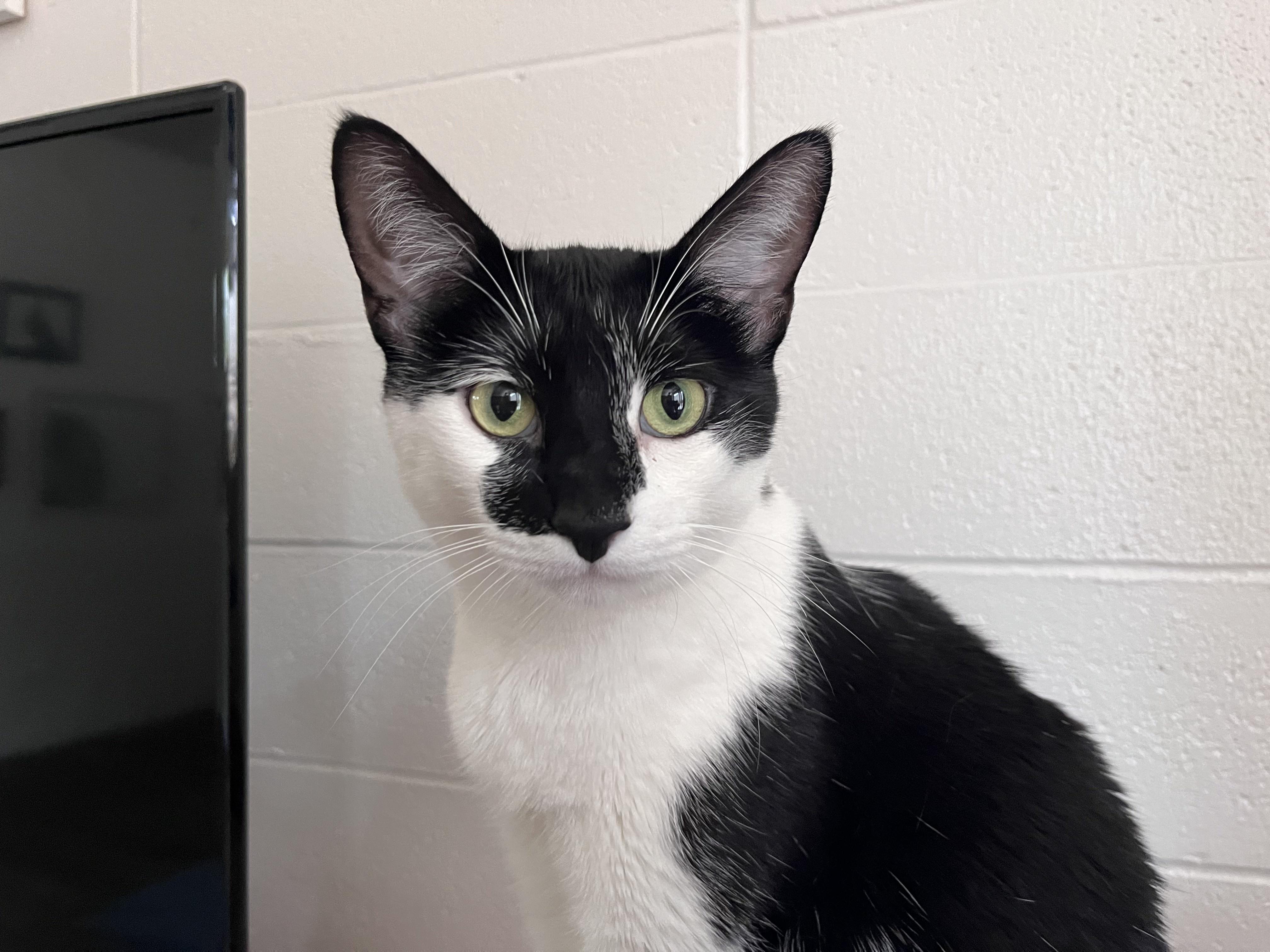 Rory, a Adoptable Domestic Short Hair in Davis, CA image 4/4