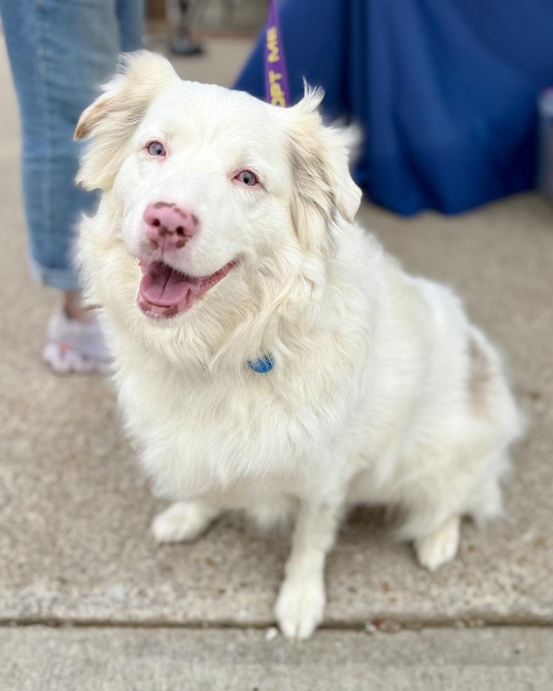 Ellie Jane, Adoptable, Adult Female Australian Shepherd.