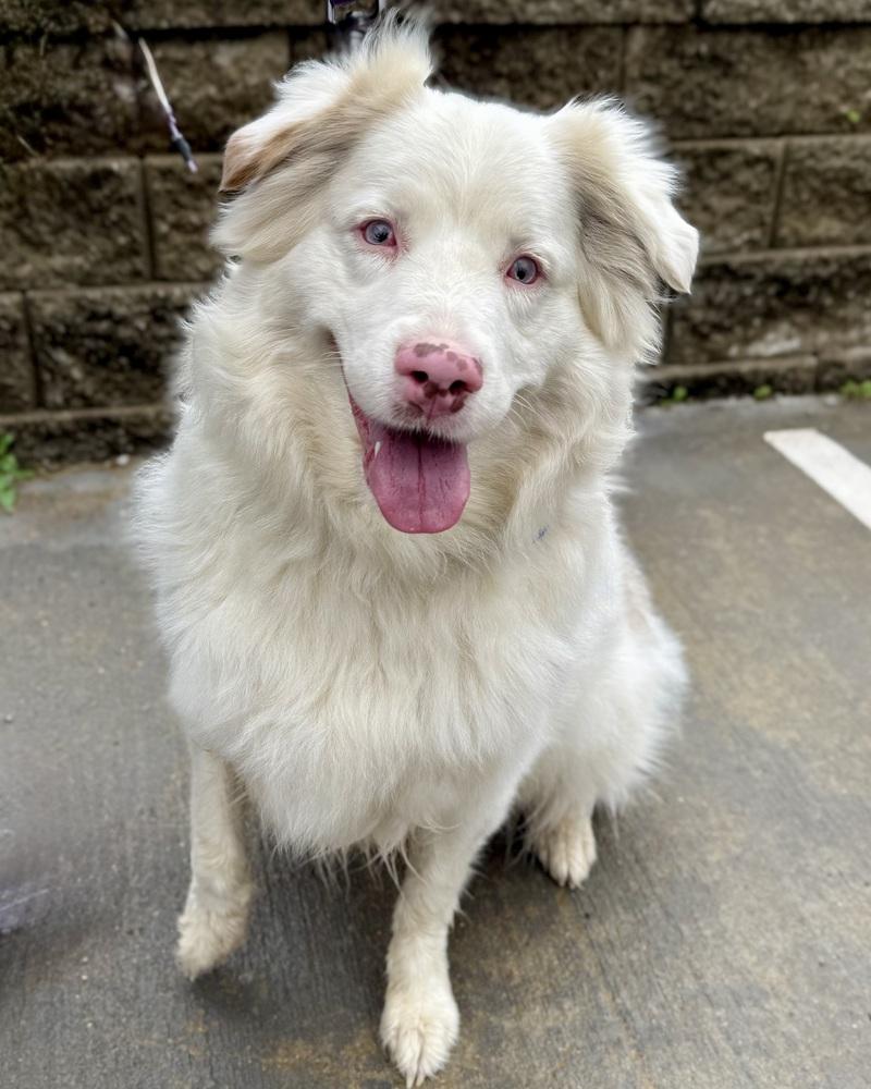 Enlarge Ellie Jane, a Adoptable Australian Shepherd in Troy, IL image 2/6