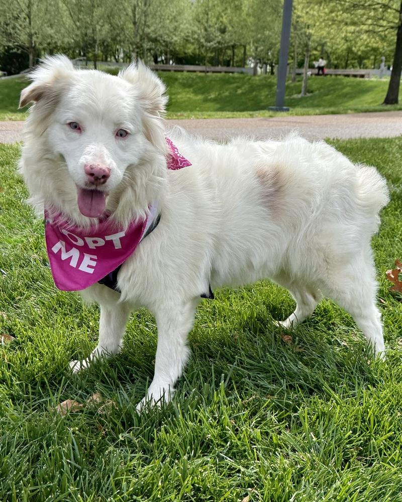 Enlarge Ellie Jane, a Adoptable Australian Shepherd in Troy, IL image 3/6