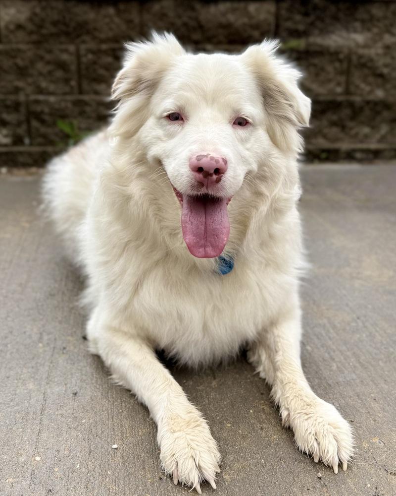 Enlarge Ellie Jane, a Adoptable Australian Shepherd in Troy, IL image 4/6