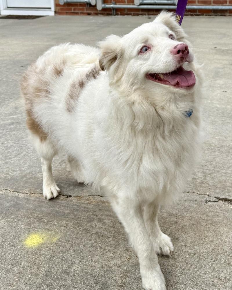Enlarge Ellie Jane, a Adoptable Australian Shepherd in Troy, IL image 5/6
