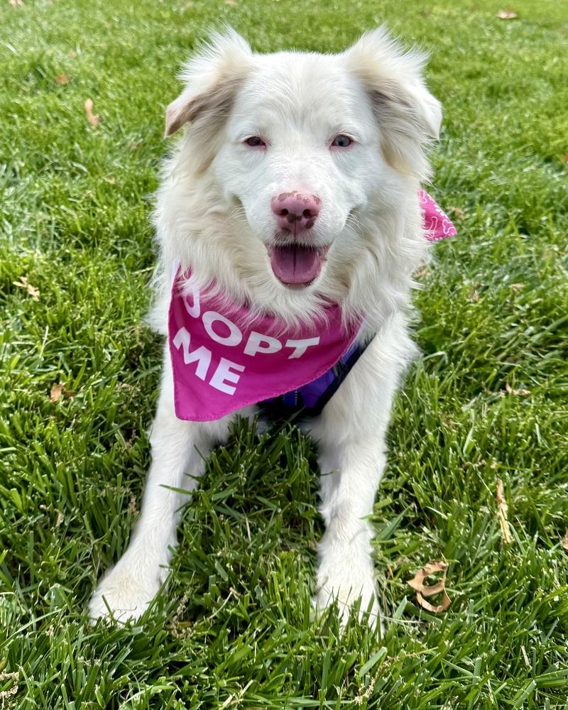Enlarge Ellie Jane, a Adoptable Australian Shepherd in Troy, IL image 6/6