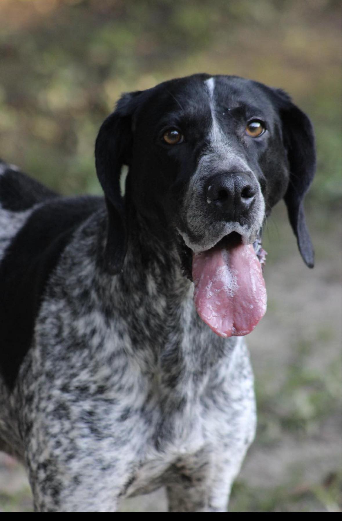 Millie, Adoptable, Adult Female German Shorthaired Pointer.