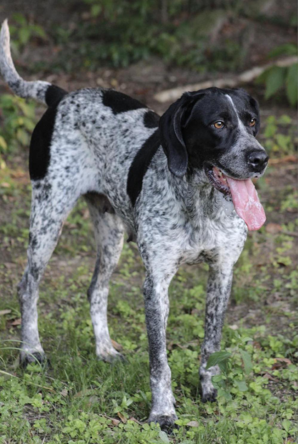 Millie, a Adoptable German Shorthaired Pointer in Ocean Springs, MS image 2/4