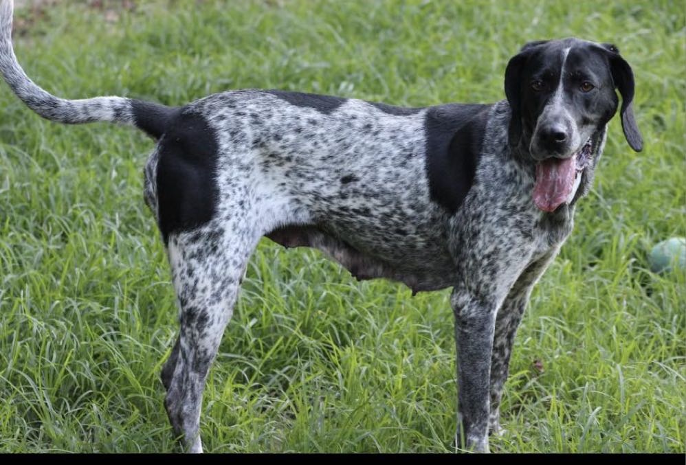 Millie, Adoptable, Adult Female German Shorthaired Pointer.