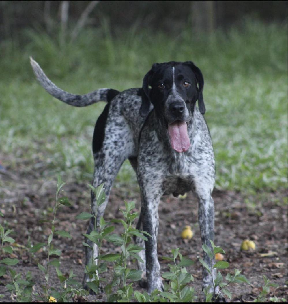 Millie, a Adoptable German Shorthaired Pointer in Ocean Springs, MS image 4/4