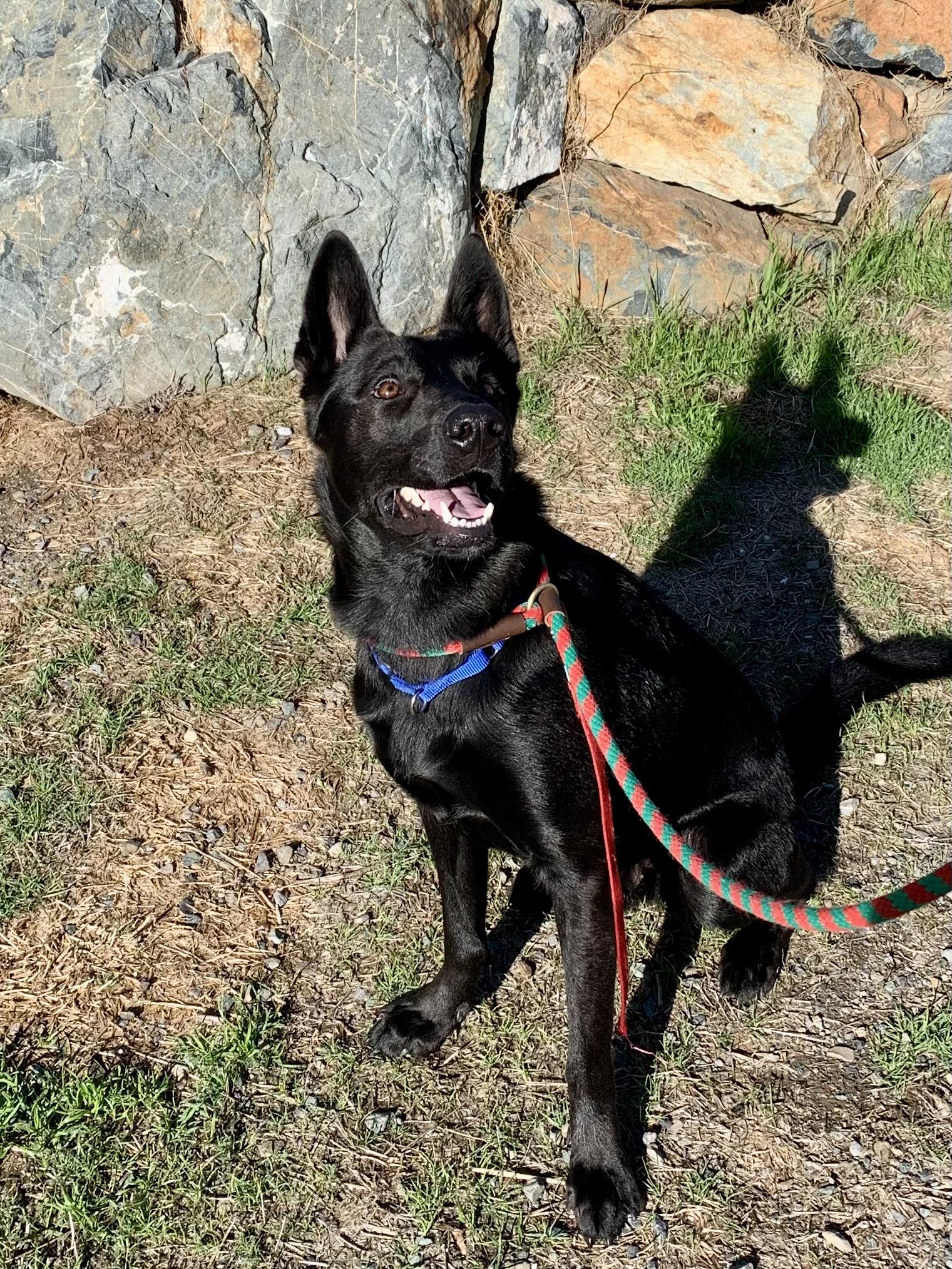 Bear, a Adoptable Shepherd in Grass Valley, CA image 2/4