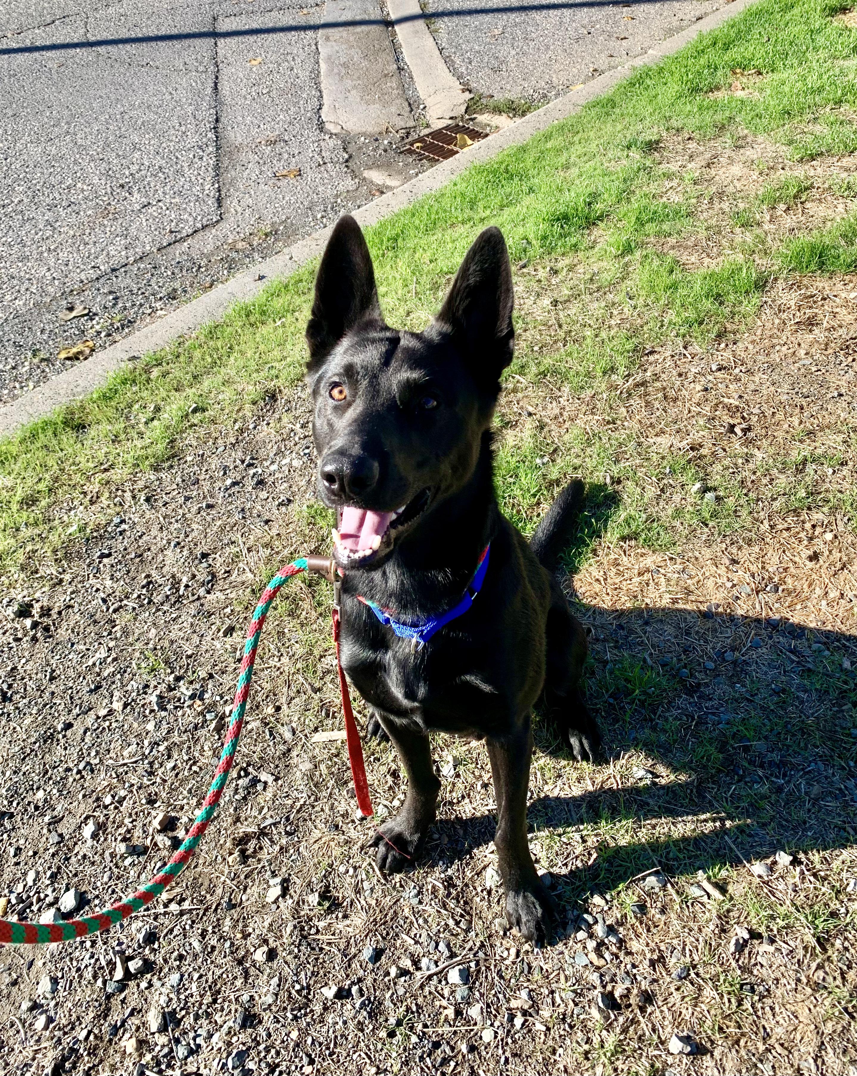 Bear, a Adoptable Shepherd in Grass Valley, CA image 3/4