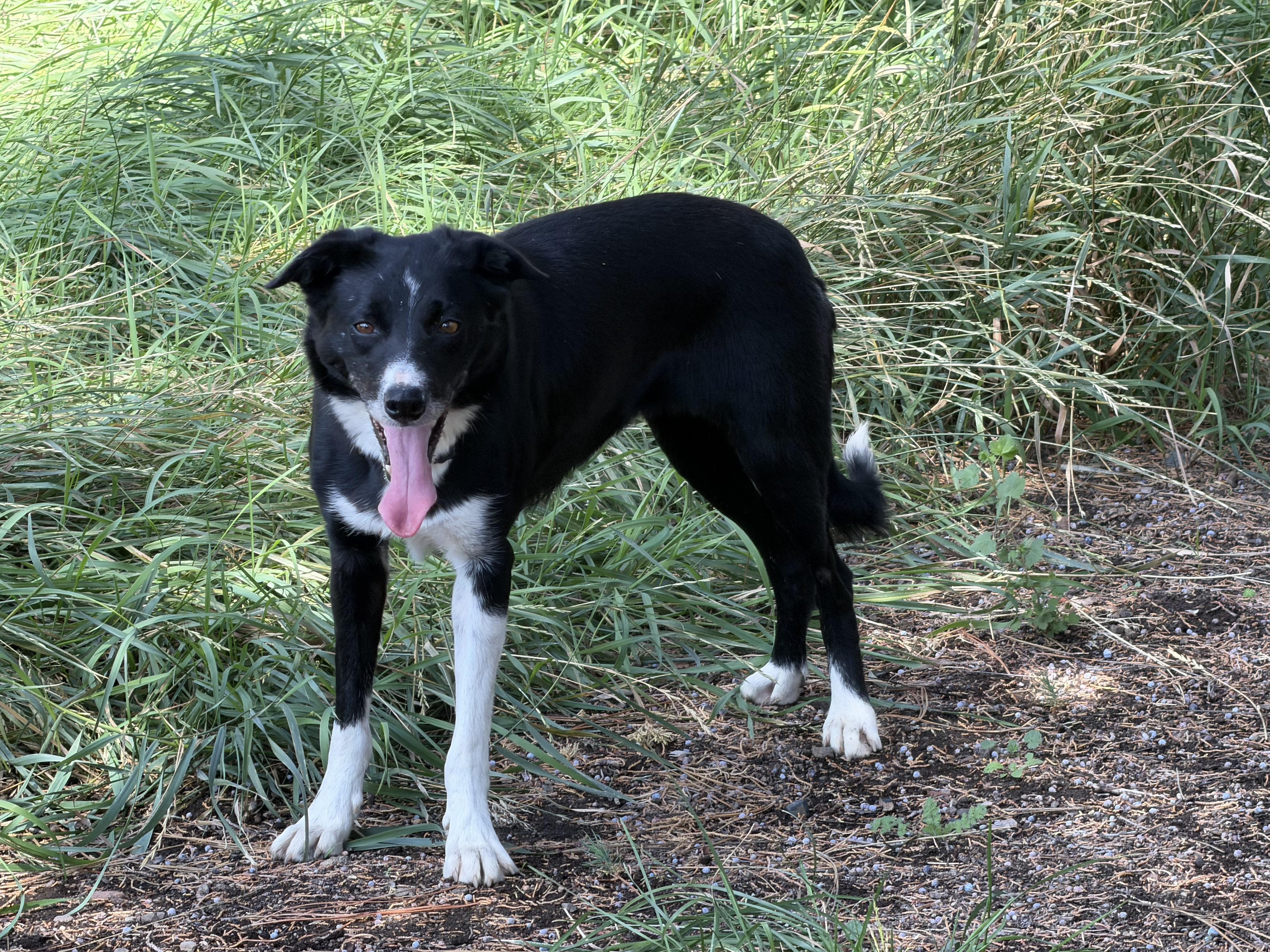 Enlarge Precious, a ADOPTABLE mixed breed in Bend, OR image 2/6