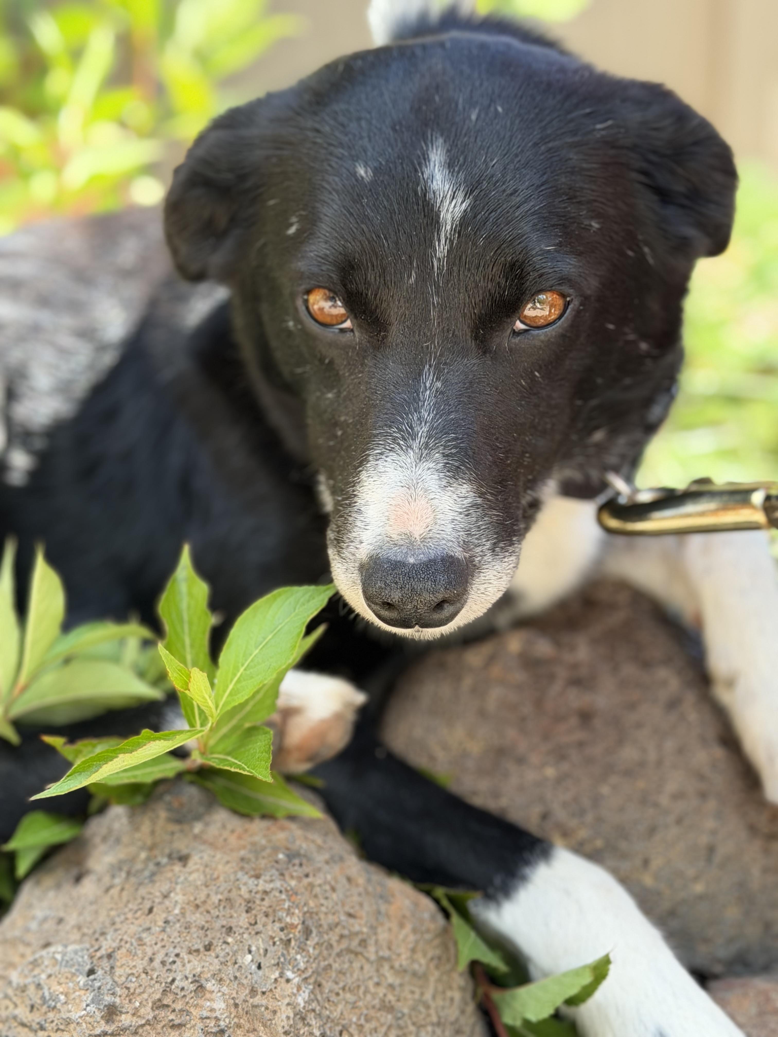 Enlarge Precious, a ADOPTABLE mixed breed in Bend, OR image 1/6