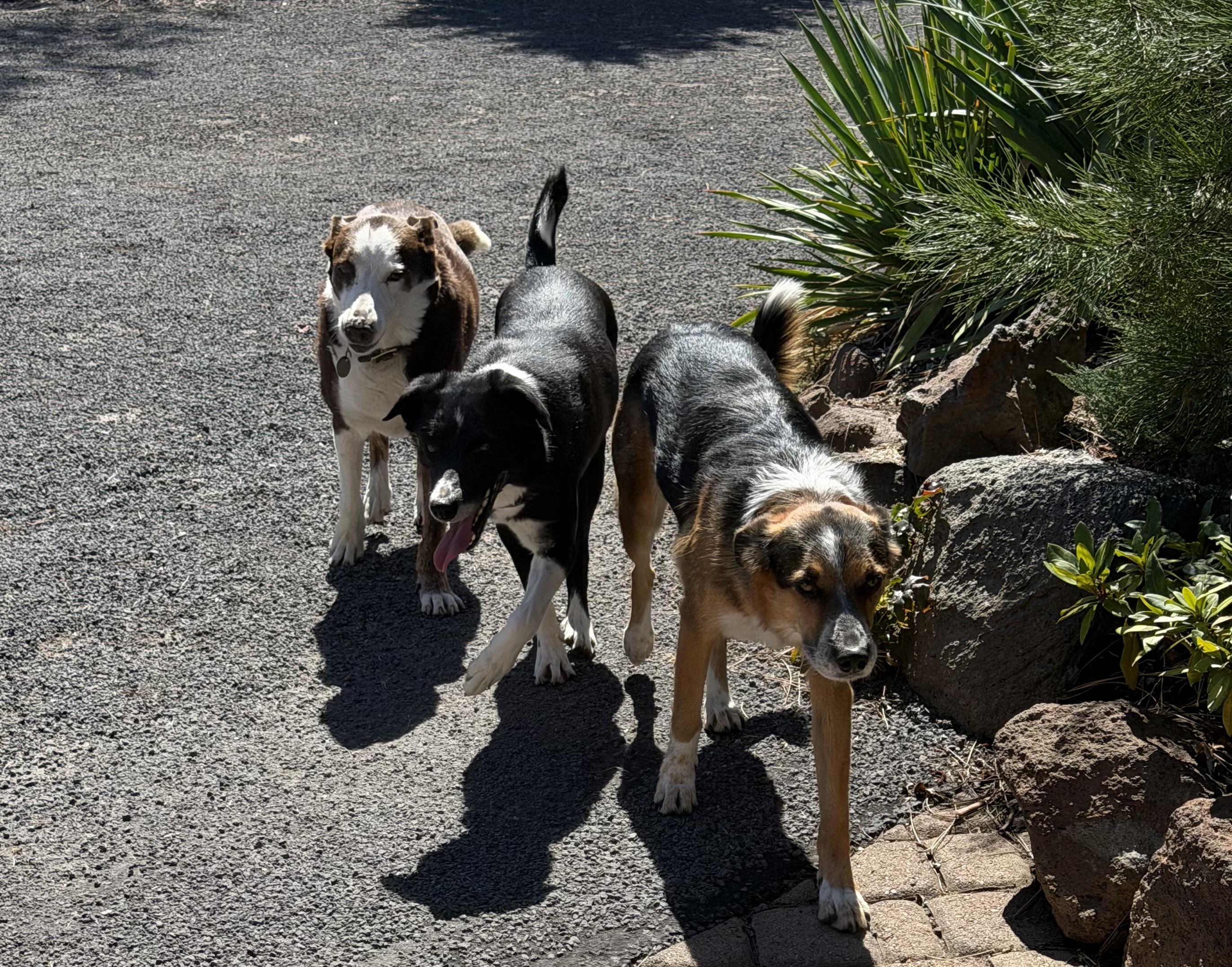 Enlarge Precious, a ADOPTABLE mixed breed in Bend, OR image 6/6