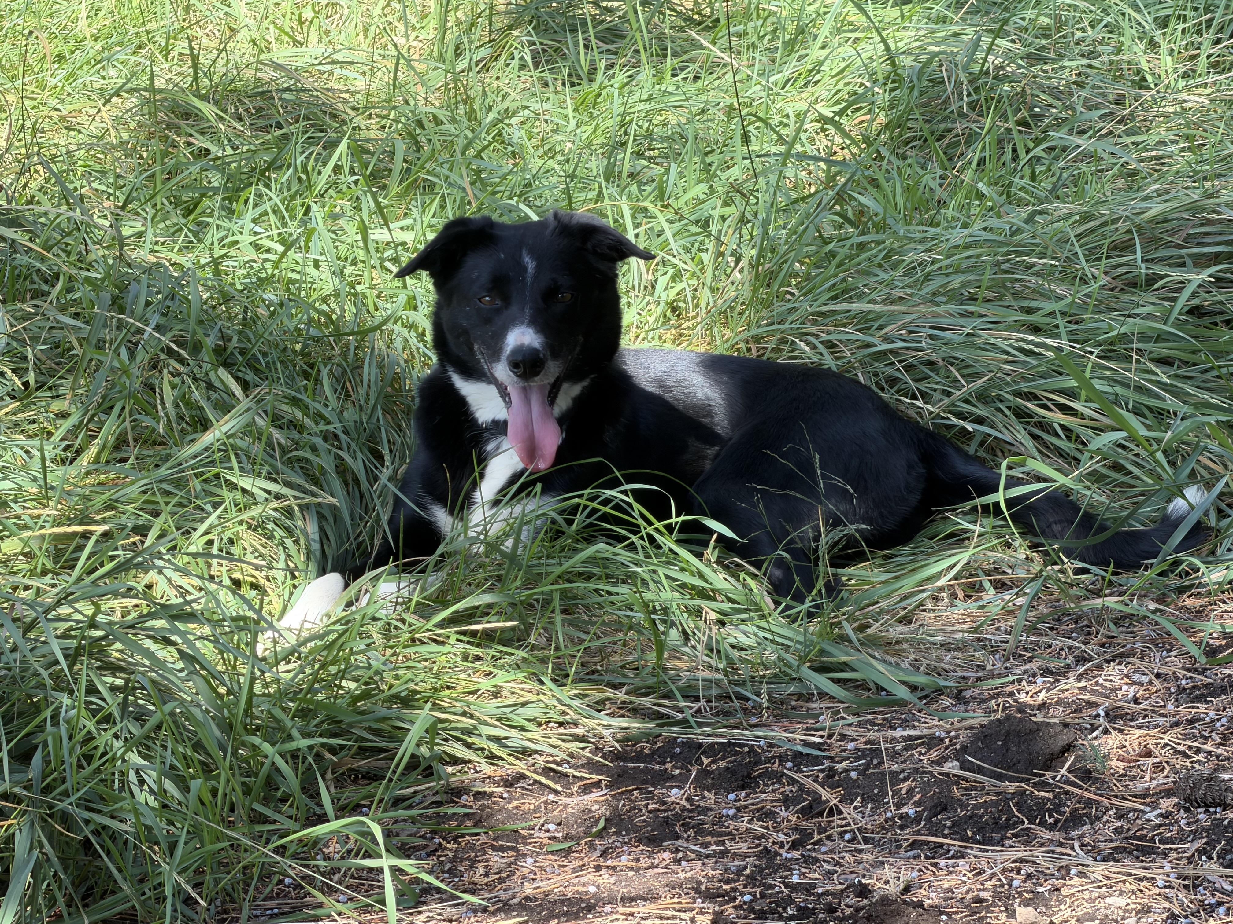 Enlarge Precious, a ADOPTABLE mixed breed in Bend, OR image 5/6