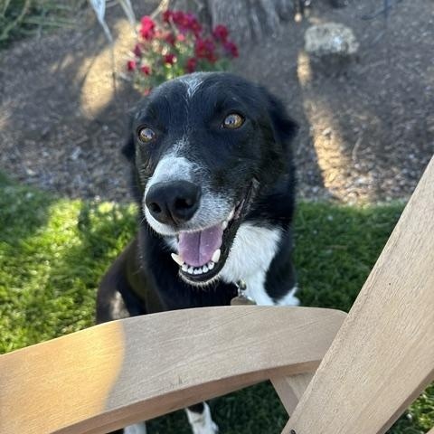 Precious, Adoptable, Adult Female Border Collie.
