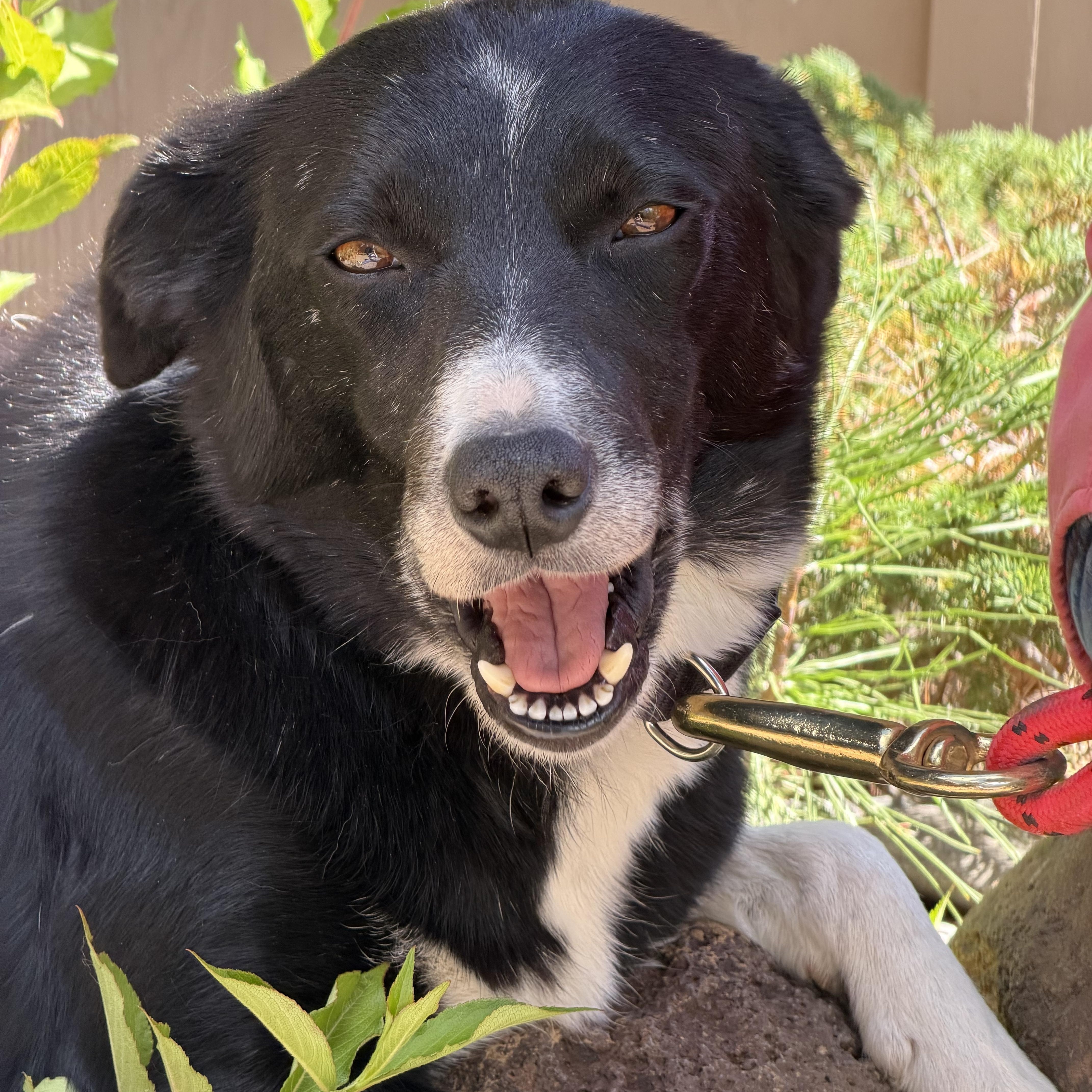 Enlarge Precious, a ADOPTABLE mixed breed in Bend, OR image 4/6