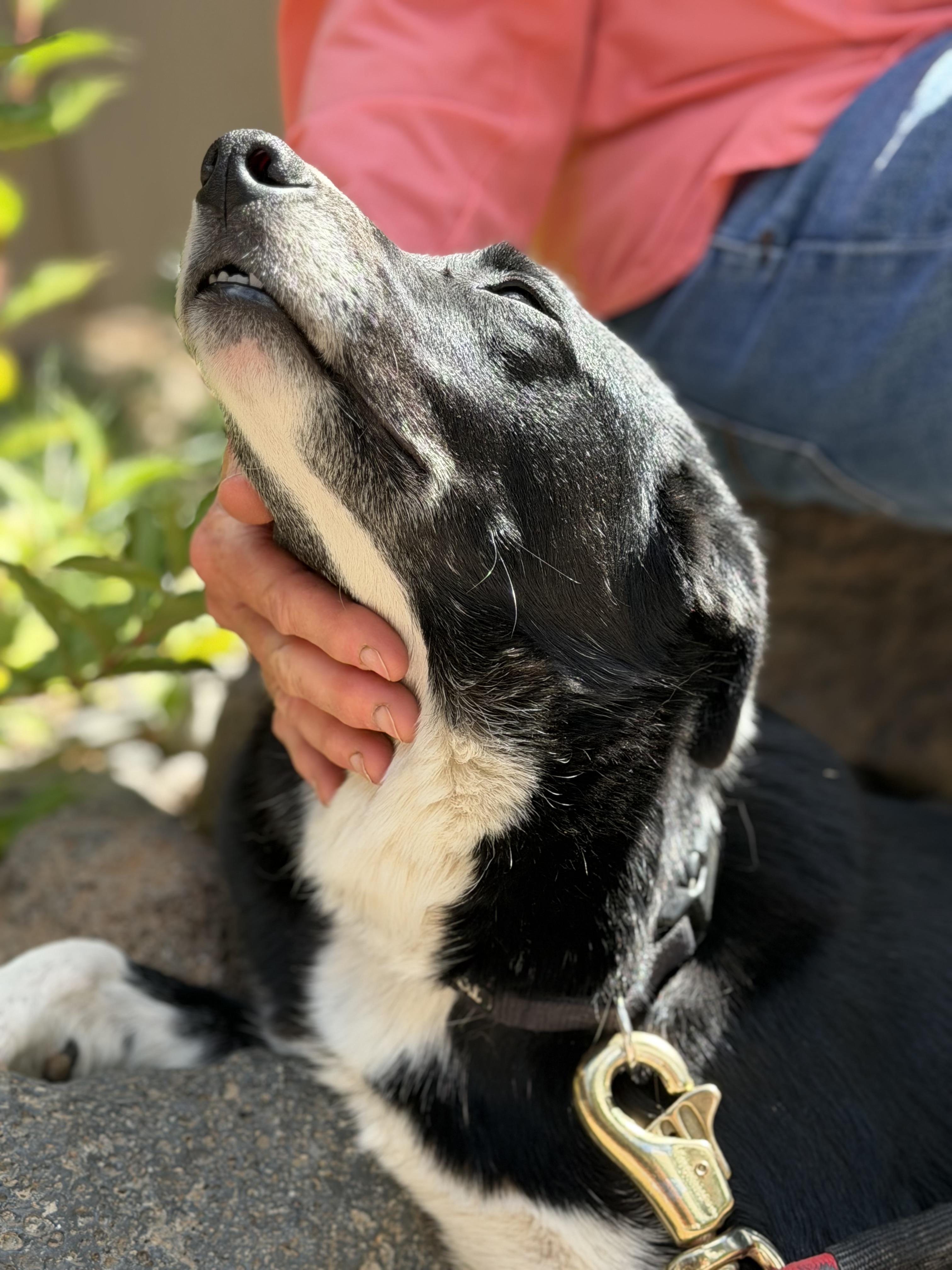 Enlarge Precious, a ADOPTABLE mixed breed in Bend, OR image 3/6
