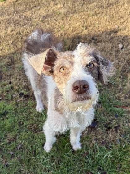 Enlarge Winnie, a Adoptable mixed breed in Memphis, TN image 1/3