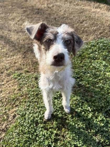 Enlarge Winnie, a Adoptable mixed breed in Memphis, TN image 2/3