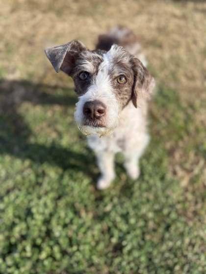 Enlarge Winnie, a Adoptable mixed breed in Memphis, TN image 3/3