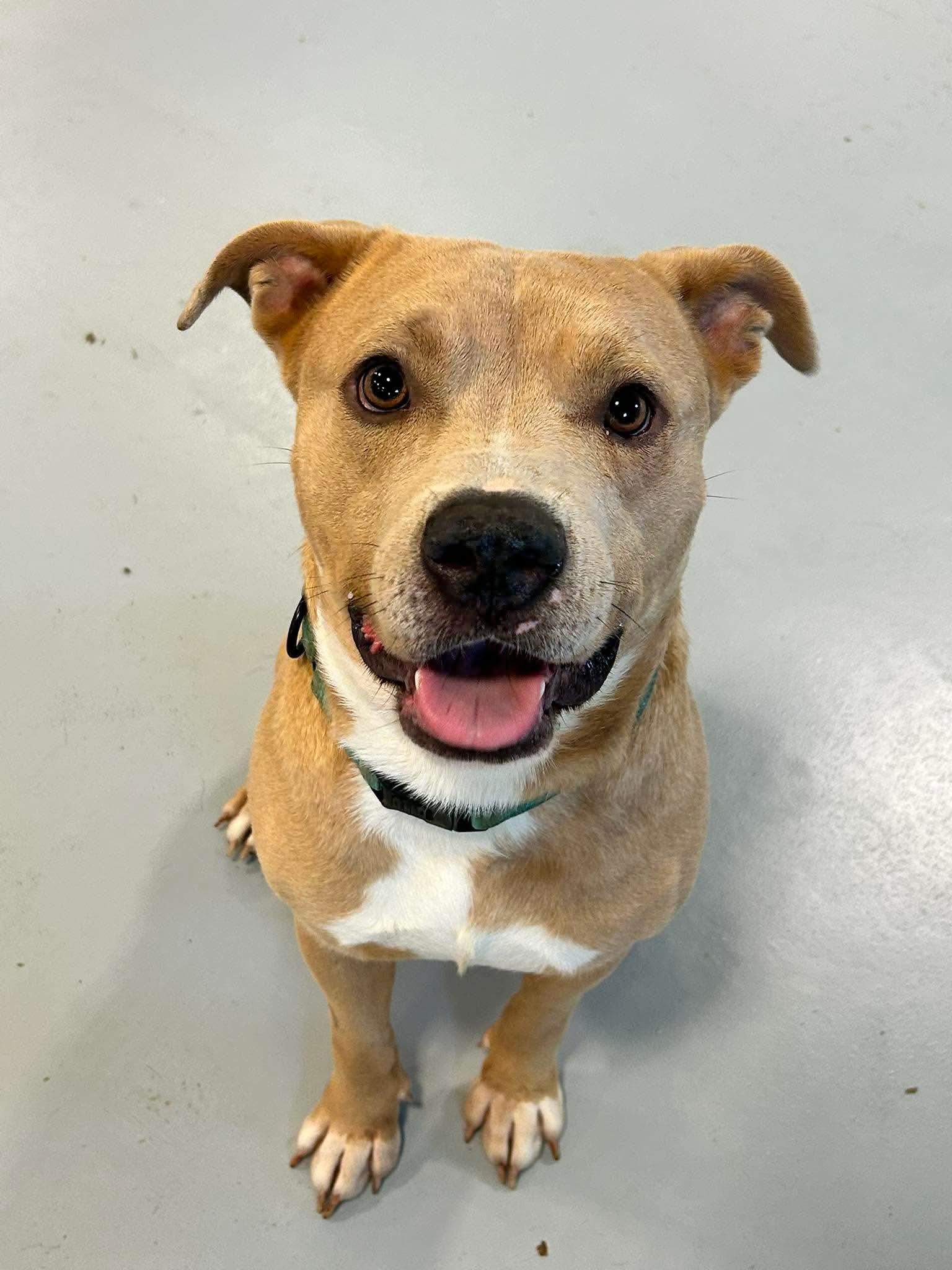 Atlas, ADOPTABLE, Adult Male American Staffordshire Terrier.