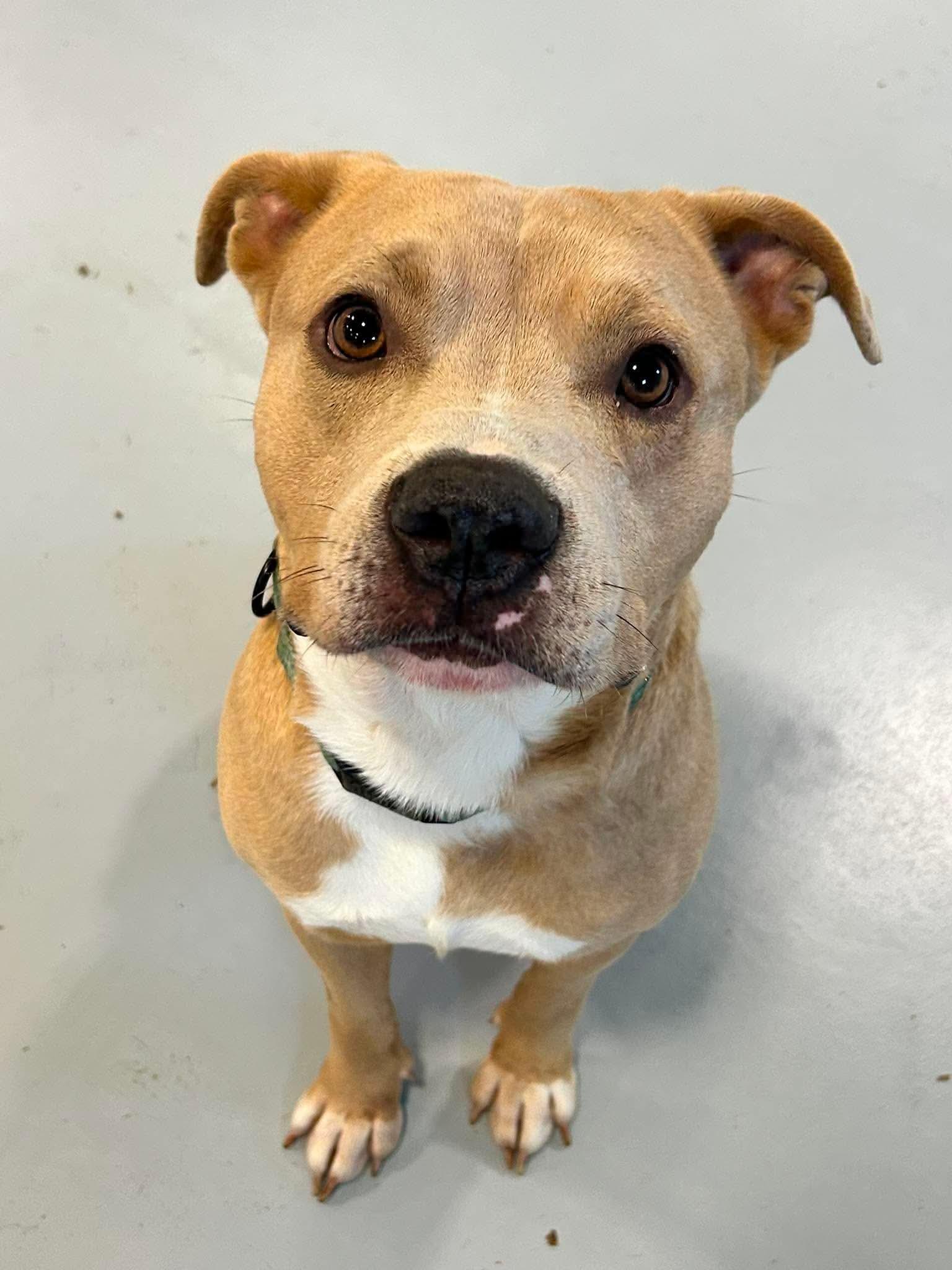 Atlas, a ADOPTABLE mixed breed in Brunswick, OH image 4/6
