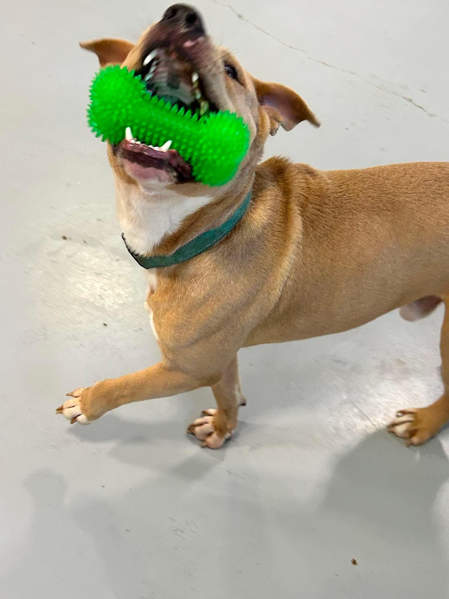 Atlas, a ADOPTABLE mixed breed in Brunswick, OH image 5/6
