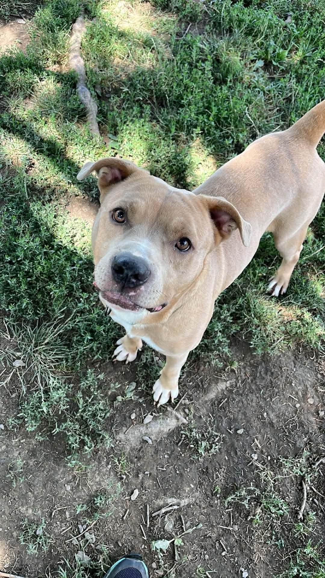 Atlas, a ADOPTABLE mixed breed in Brunswick, OH image 3/6