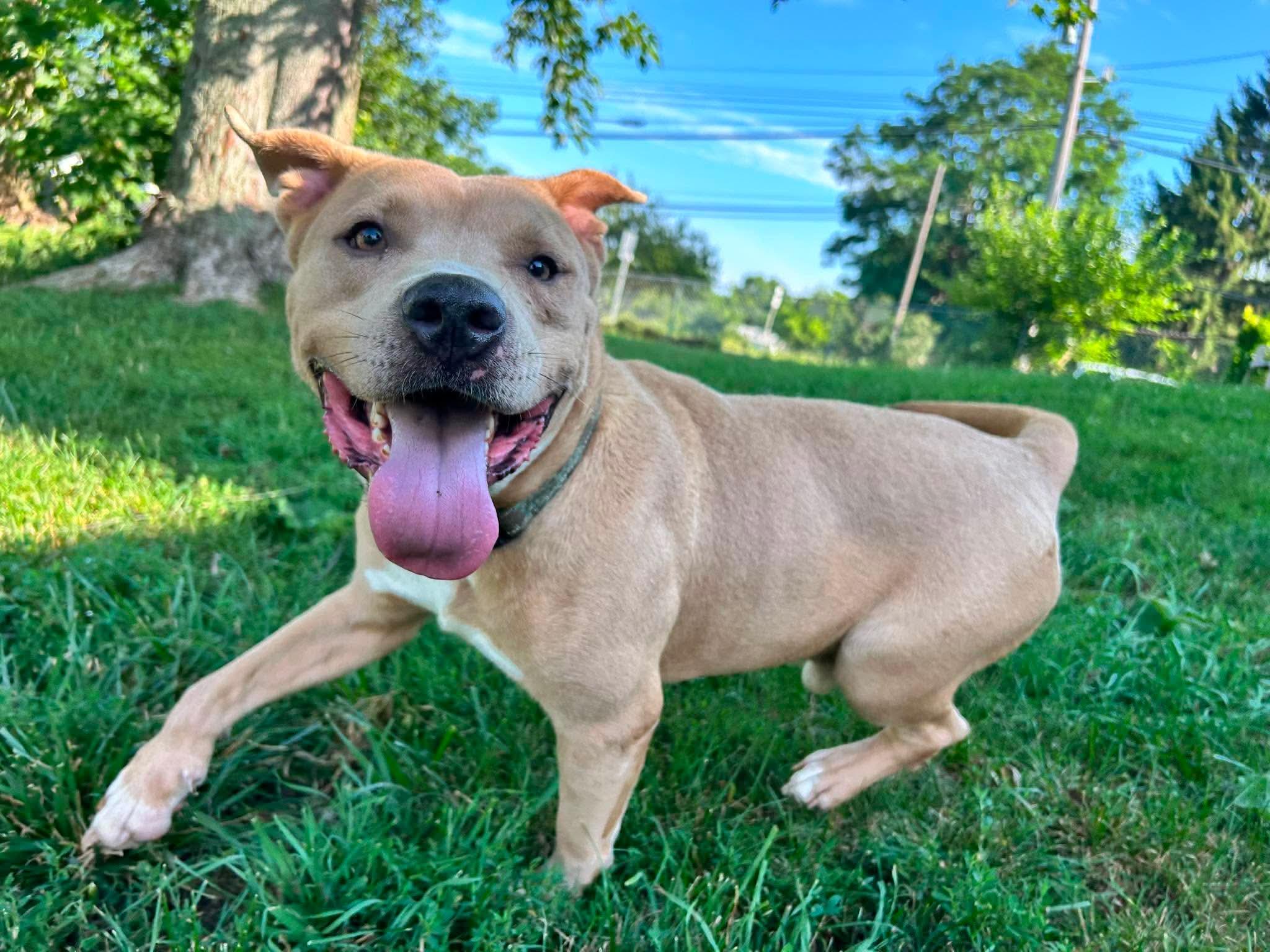 Atlas, a ADOPTABLE mixed breed in Brunswick, OH image 2/6