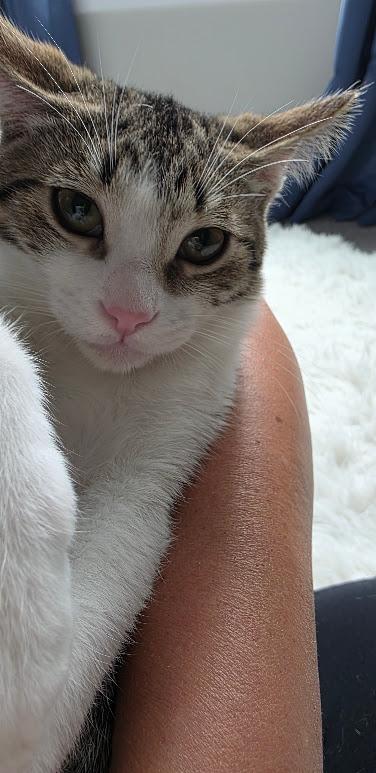 Rango