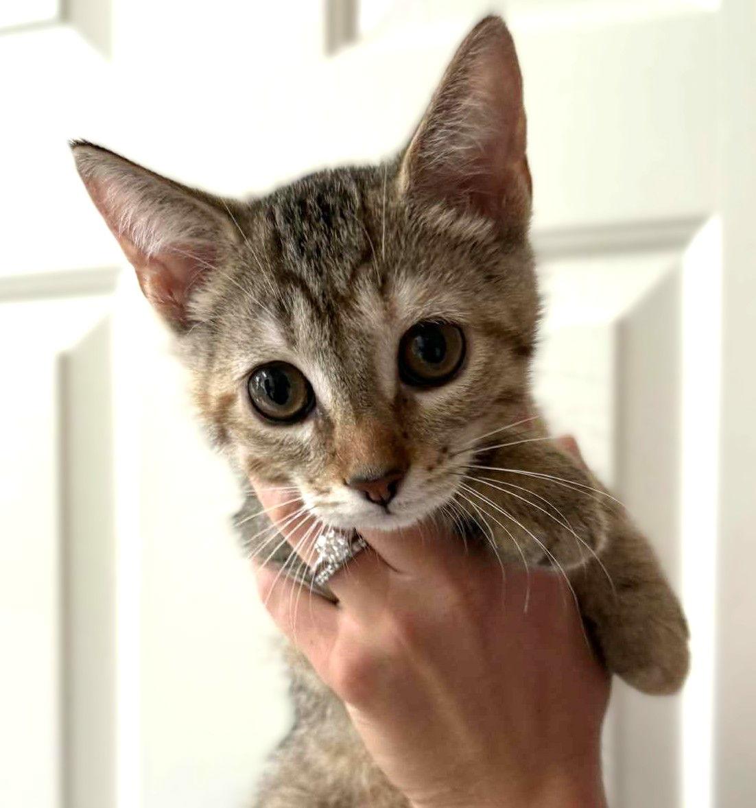 Monkey, Adoptable, Young Female Domestic Short Hair.