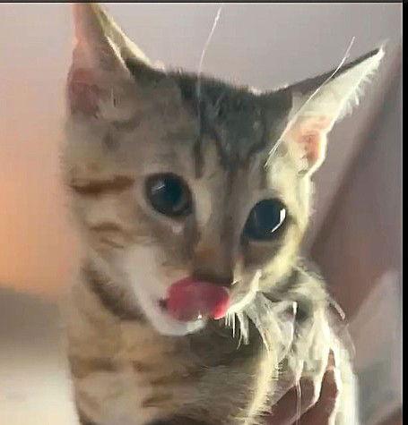 Monkey, a Adoptable Domestic Short Hair in Berlin, MD image 2/3