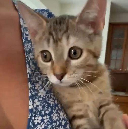 Monkey, a Adoptable Domestic Short Hair in Berlin, MD image 3/3