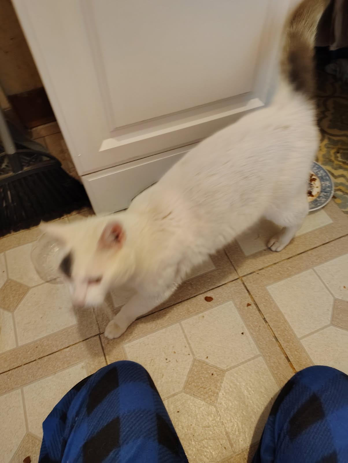 Patches, adopted, Young Male Domestic Short Hair.