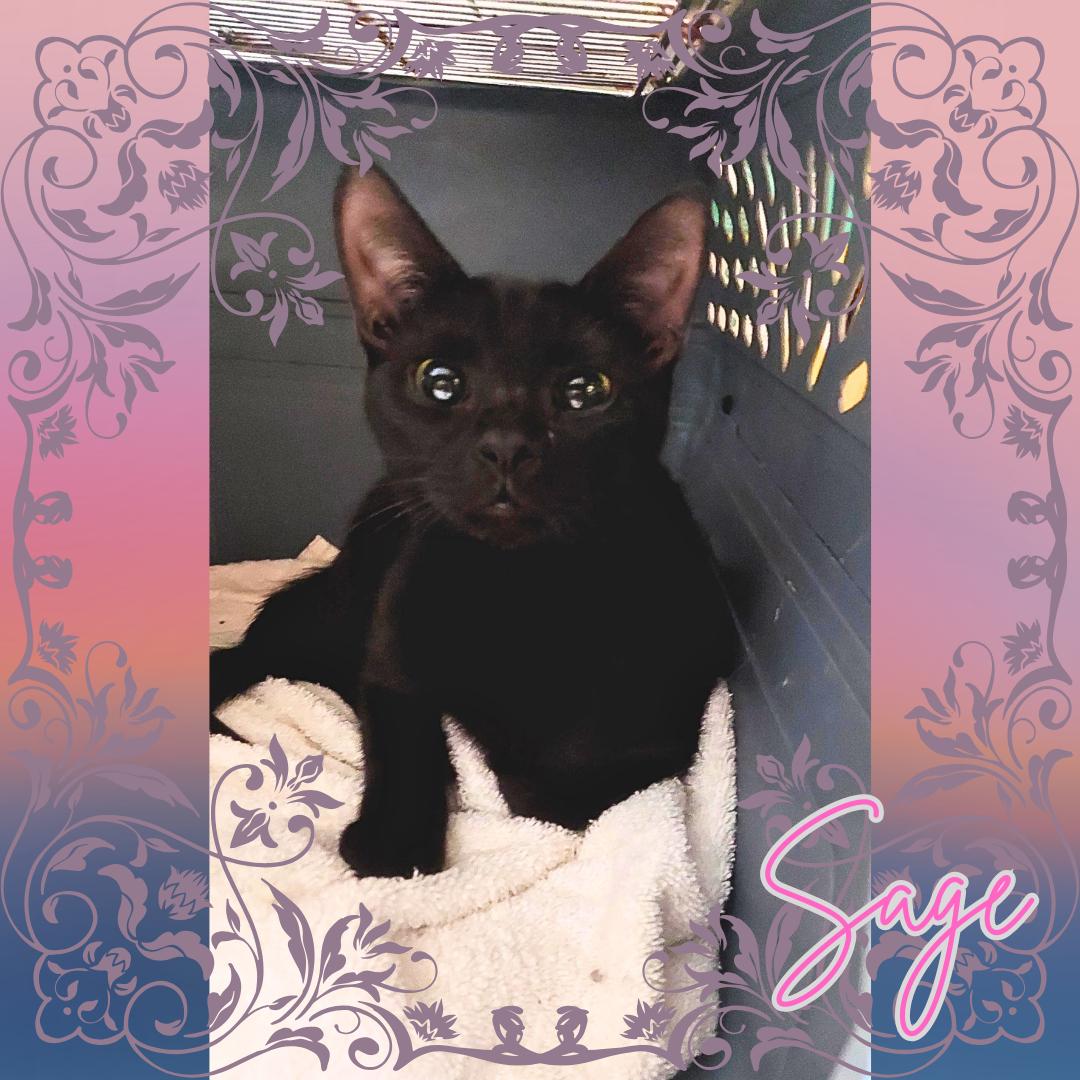 Sage, a Adoptable Domestic Short Hair in Orange City, FL image 2/2