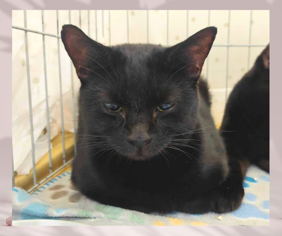 Sage, a Adoptable Domestic Short Hair in Orange City, FL image 1/2