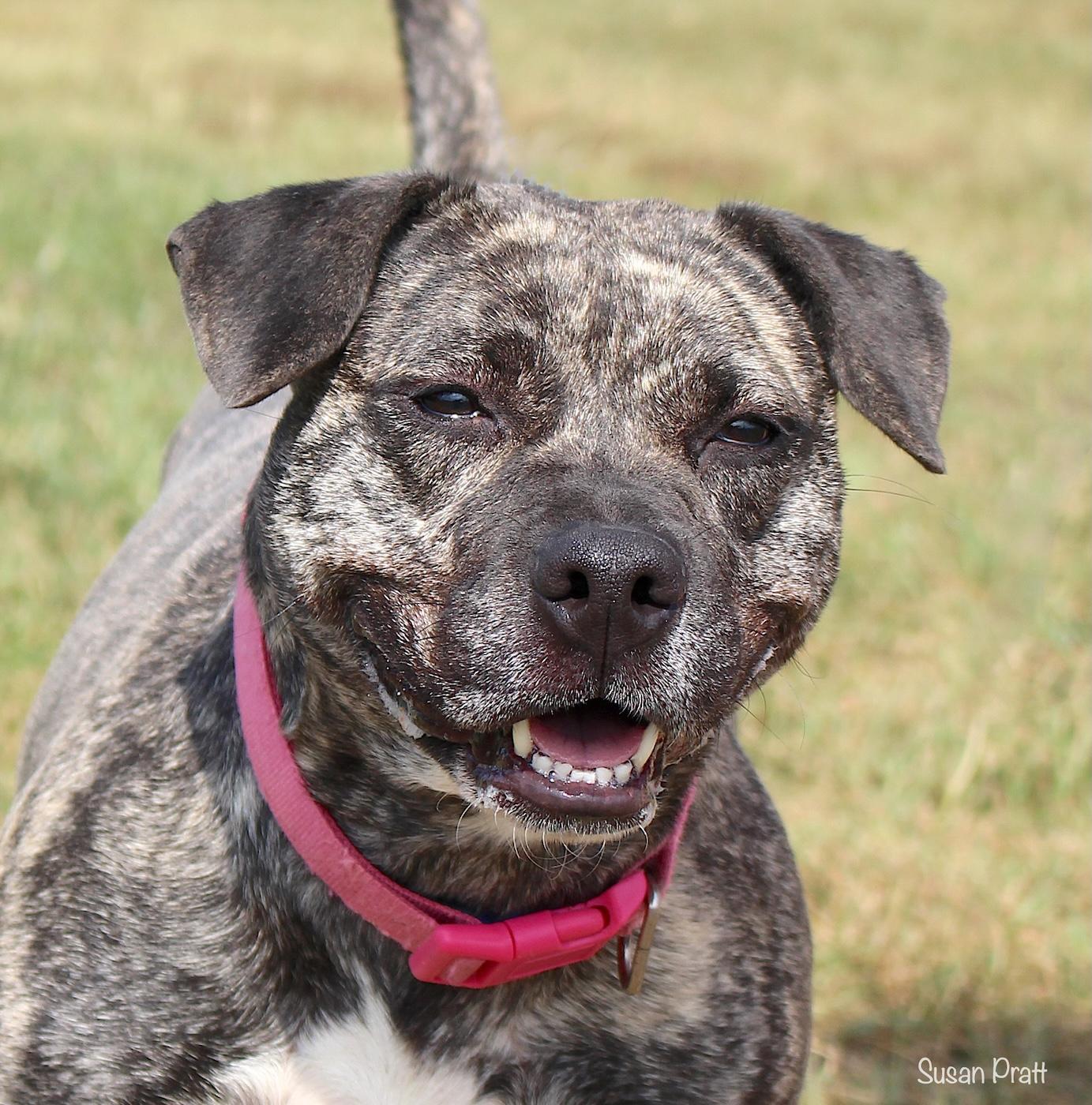 Enlarge Zema, a ADOPTABLE mixed breed in Bedford, VA image 1/3