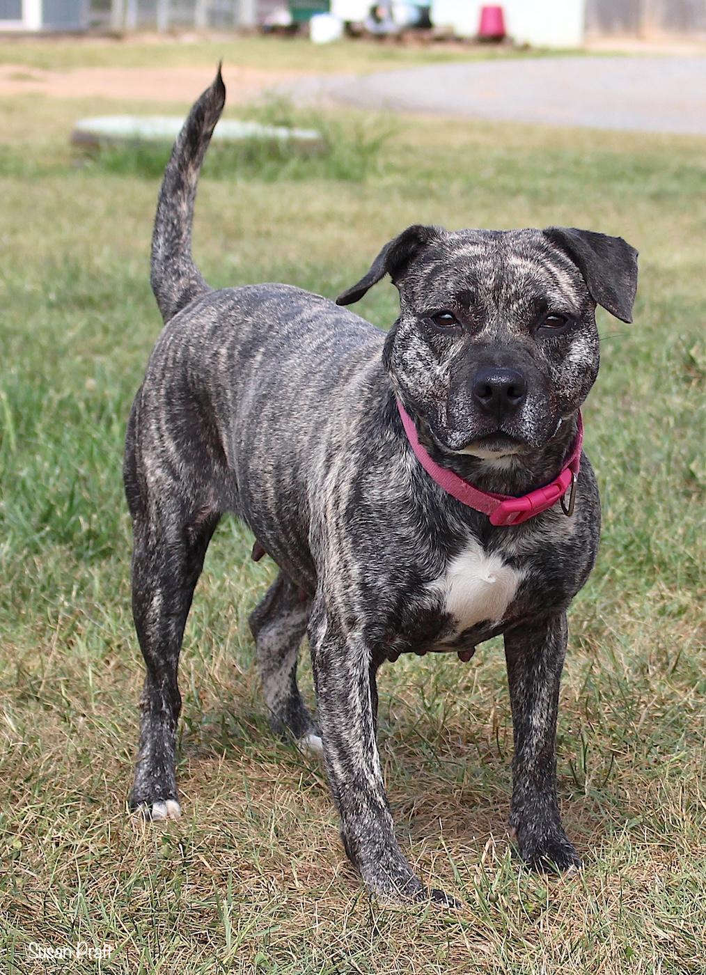 Enlarge Zema, a ADOPTABLE mixed breed in Bedford, VA image 3/3