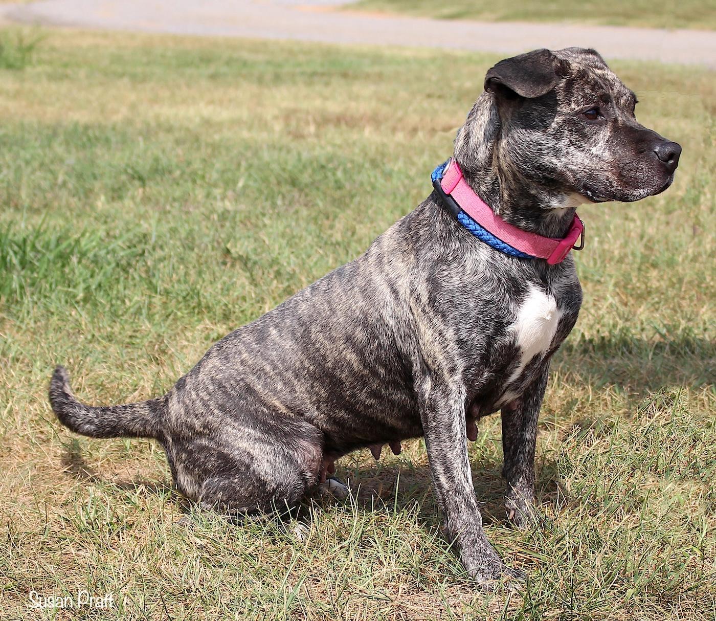 Enlarge Zema, a ADOPTABLE mixed breed in Bedford, VA image 2/3