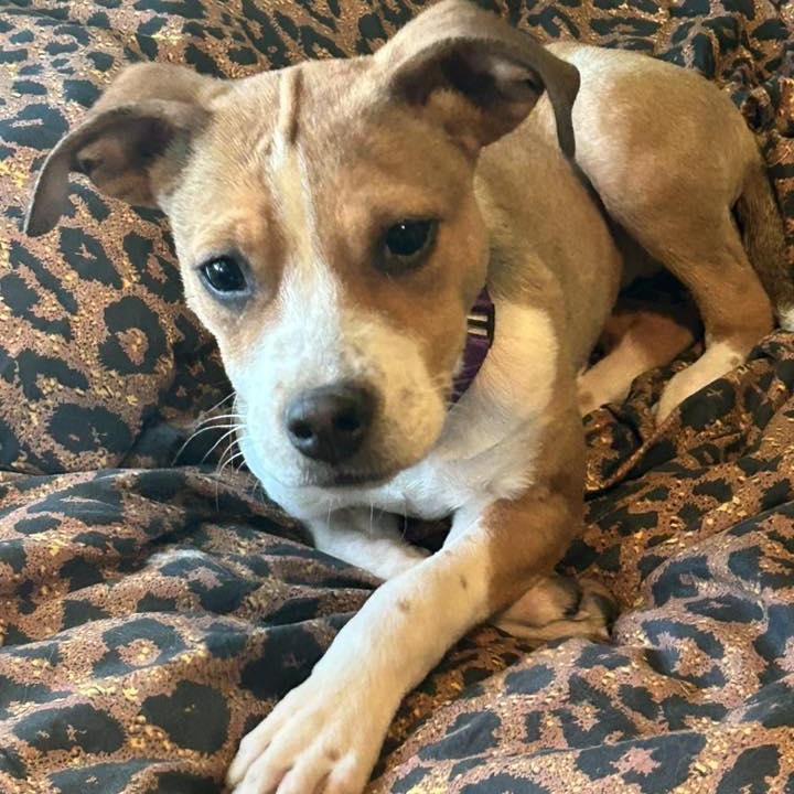 Snowdrop, a ADOPTABLE Mixed Breed in Racine, WI image 1/3