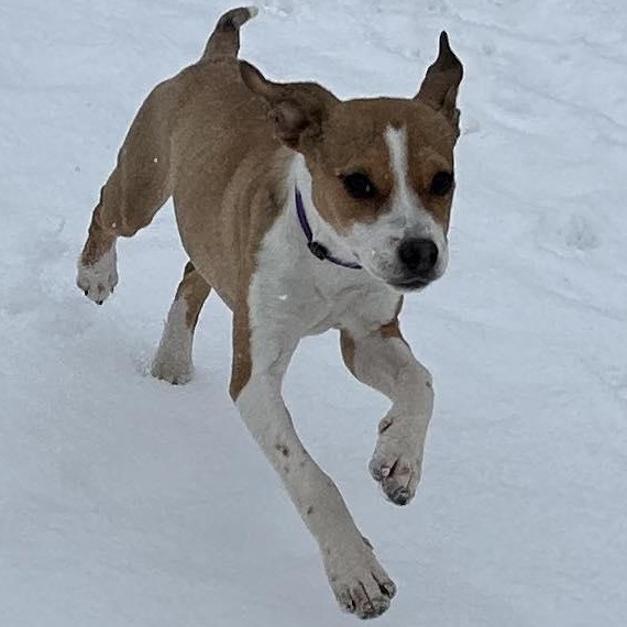 Snowdrop, a ADOPTABLE Mixed Breed in Racine, WI image 2/3