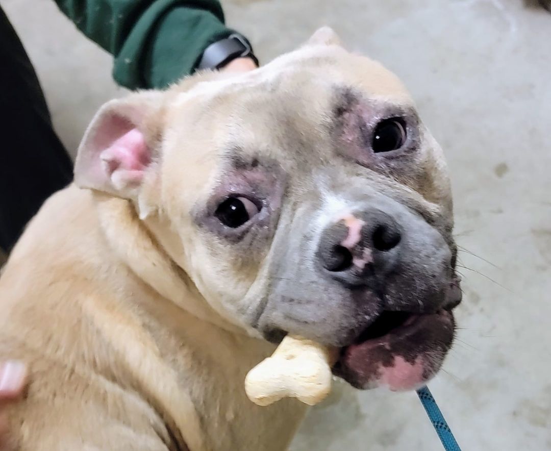 Binks-Tonka, Adopted, Young Male Mixed Breed.