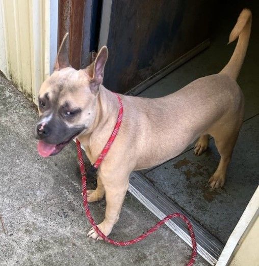 Binks-Tonka, a Adopted Mixed Breed in North Augusta, SC image 2/2