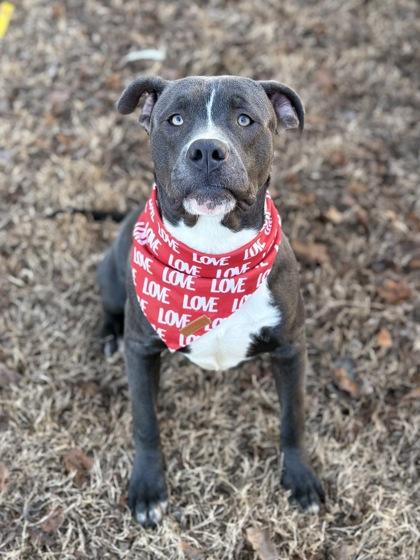 Enlarge Dumbo, a Adoptable mixed breed in Bartlesville, OK image 1/3