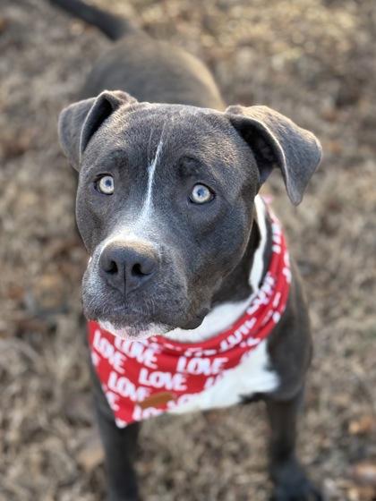Enlarge Dumbo, a Adoptable mixed breed in Bartlesville, OK image 2/3