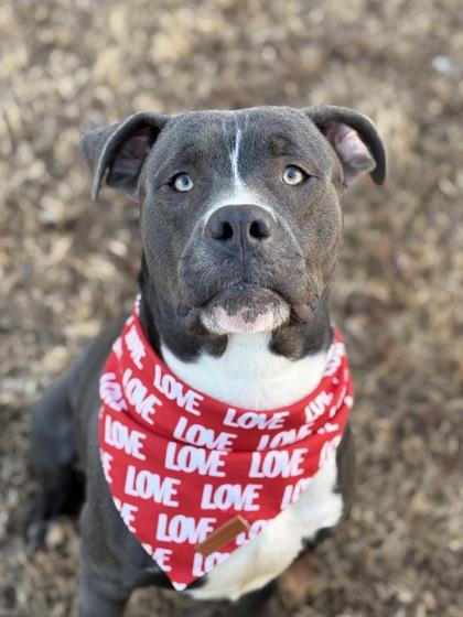 Enlarge Dumbo, a Adoptable mixed breed in Bartlesville, OK image 3/3