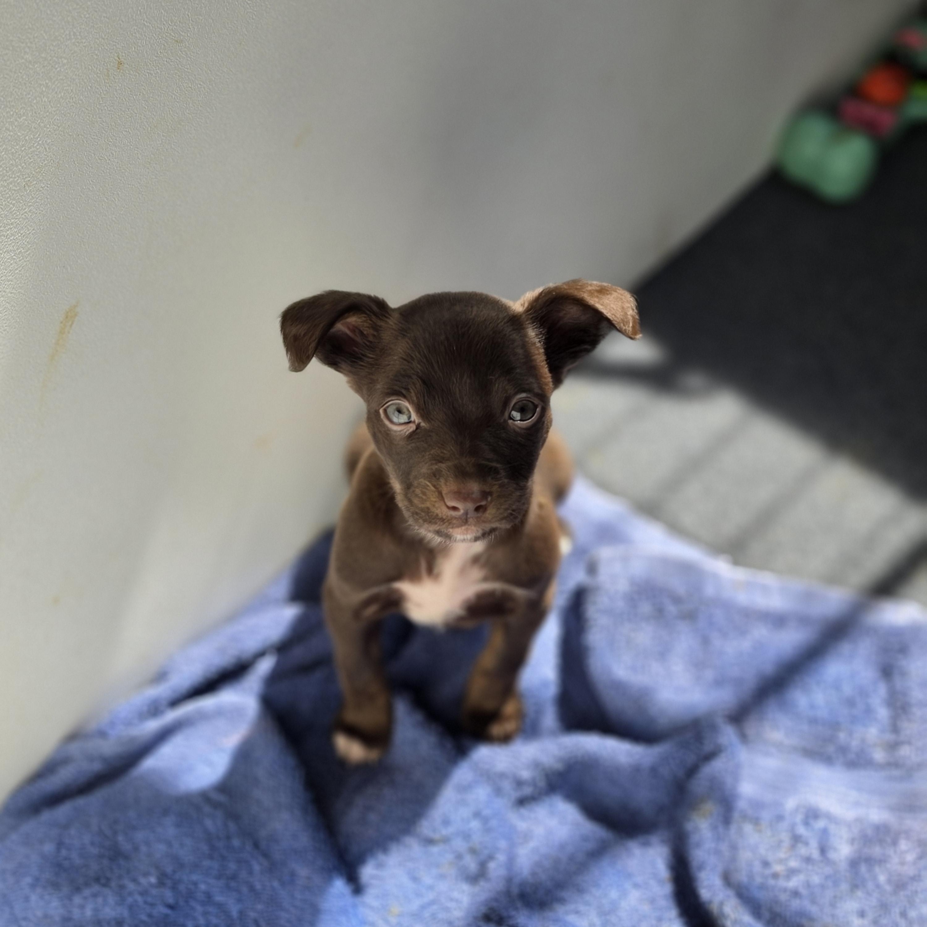 Enlarge Valda, a Adoptable mixed breed in Blairstown, NJ image 3/6